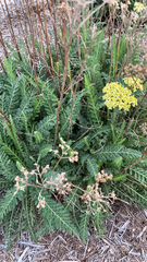Achillea filipendulina