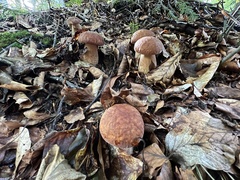 Boletus reticulatus