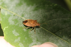 Podisus maculiventris