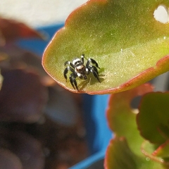 Corythalia argentinensis