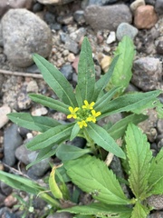 Erysimum cheiranthoides