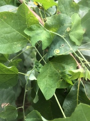 Passiflora lutea