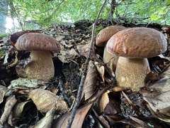 Boletus reticulatus