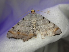 Macaria adonis