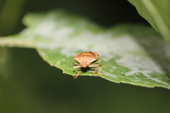 Podisus maculiventris