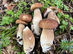 Boletus reticulatus