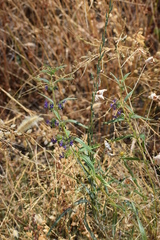Trichostema laxum