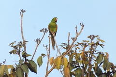 Psittacara leucophthalmus