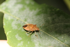 Podisus maculiventris