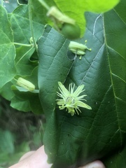 Passiflora lutea