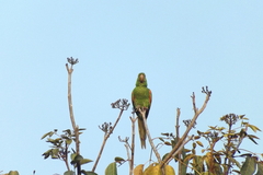 Psittacara leucophthalmus