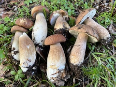 Boletus reticulatus