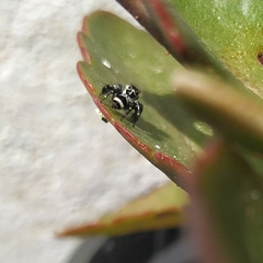 Corythalia argentinensis