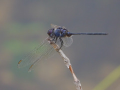Trithemis
