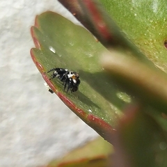 Corythalia argentinensis