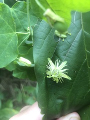Passiflora lutea