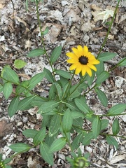 Rudbeckia fulgida