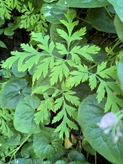 Dicentra formosa