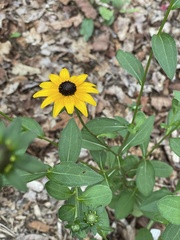 Rudbeckia fulgida