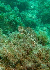 Notolabrus parilus