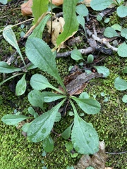 Packera obovata