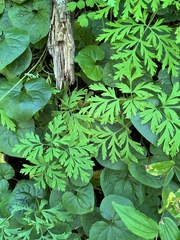 Dicentra formosa