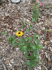Rudbeckia fulgida