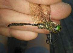 Somatochlora walshii