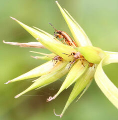 Lygaeoidea