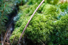 Dicranum montanum