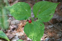 Trillium undulatum