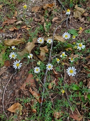 Tripleurospermum inodorum