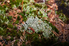 Cladonia squamosa