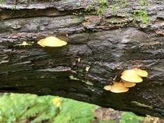 Crepidotus crocophyllus