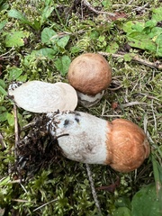 Leccinum