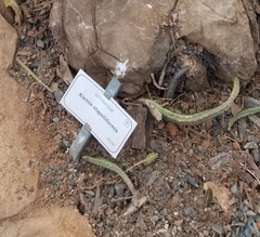Kleinia stapeliiformis