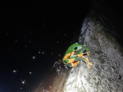 Agalychnis moreletii