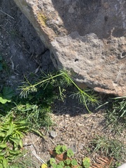 Cyclospermum leptophyllum