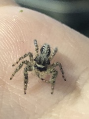 Platycryptus californicus