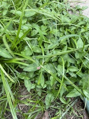 Persicaria pensylvanica