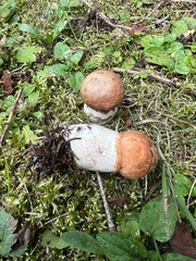Leccinum