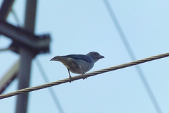 Thraupis sayaca