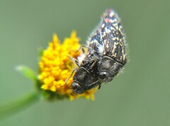 Acmaeodera mudgei