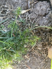 Cyclospermum leptophyllum