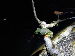 Agalychnis moreletii