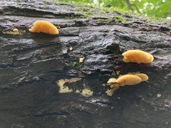 Crepidotus crocophyllus