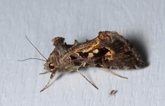 Chrysodeixis includens