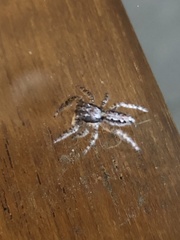 Platycryptus californicus