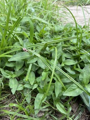 Persicaria pensylvanica