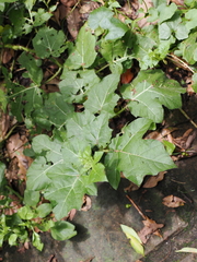 Solanum capsicoides